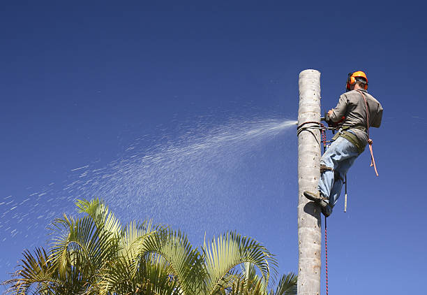 Best Tree Maintenance Programs  in Marlboro, NY