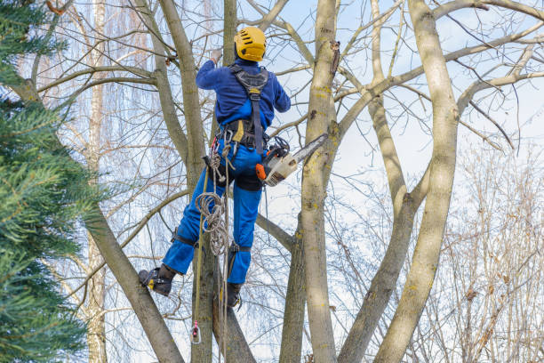 Marlboro, NY Tree Removal Services Company