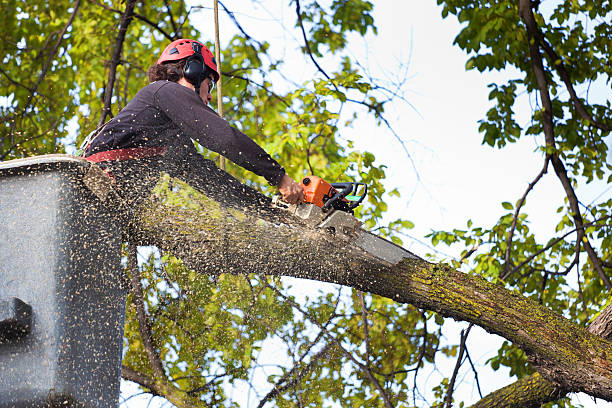 Lawn Watering Services in Marlboro, NY